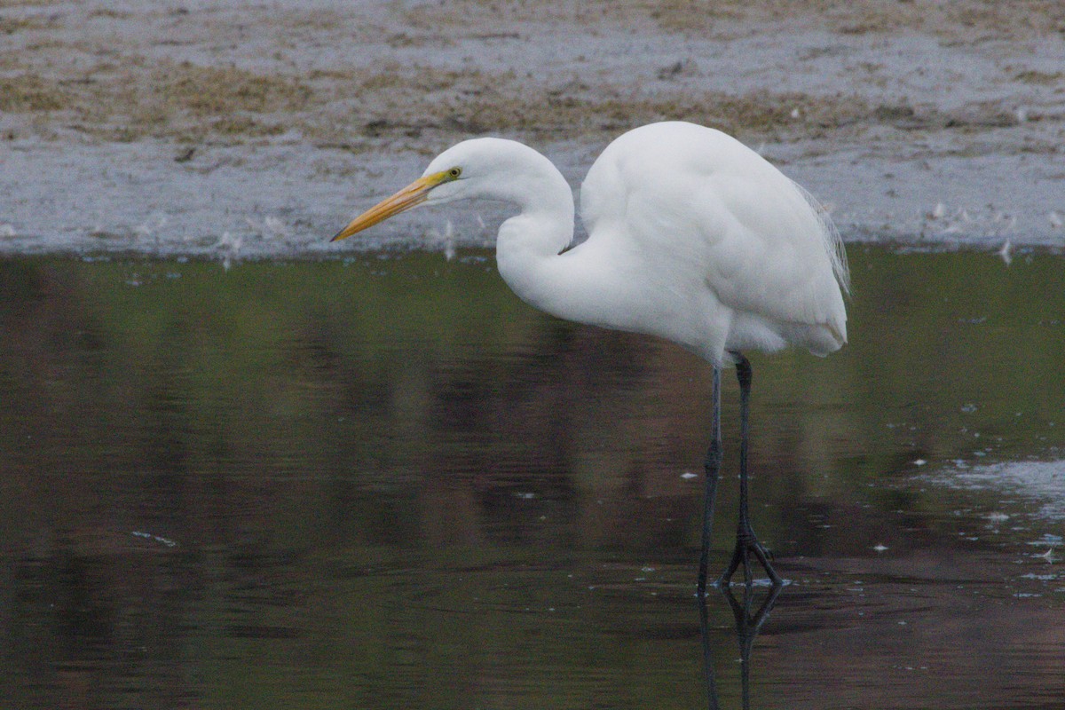 לבנית גדולה - ML645958703