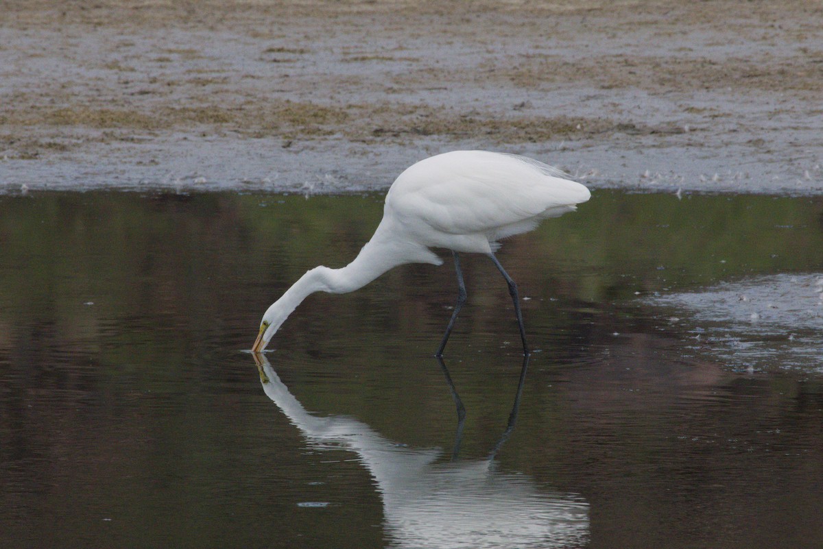 לבנית גדולה - ML645958704