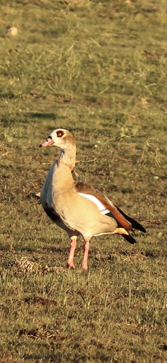 יאורית - ML645958705