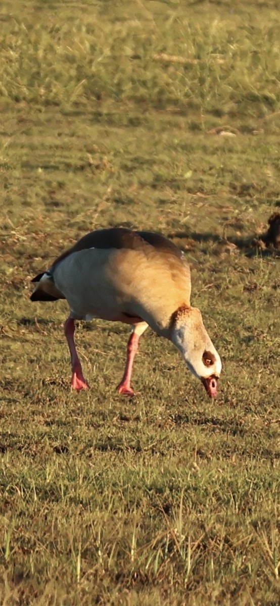 יאורית - ML645958706