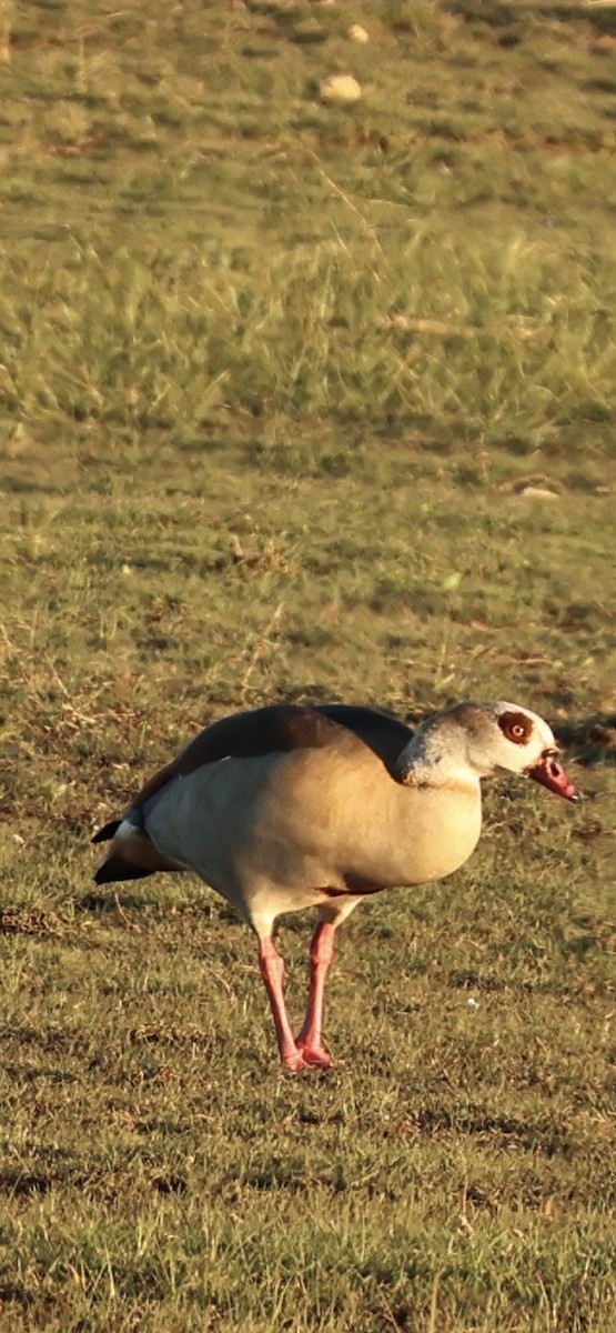 יאורית - ML645958707
