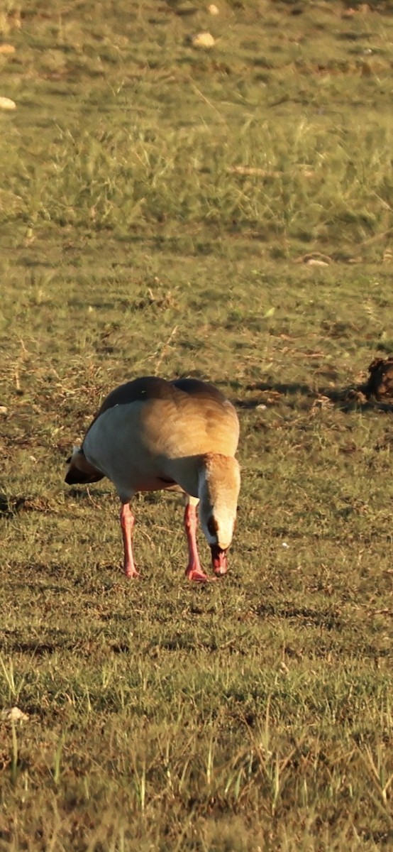 יאורית - ML645958708