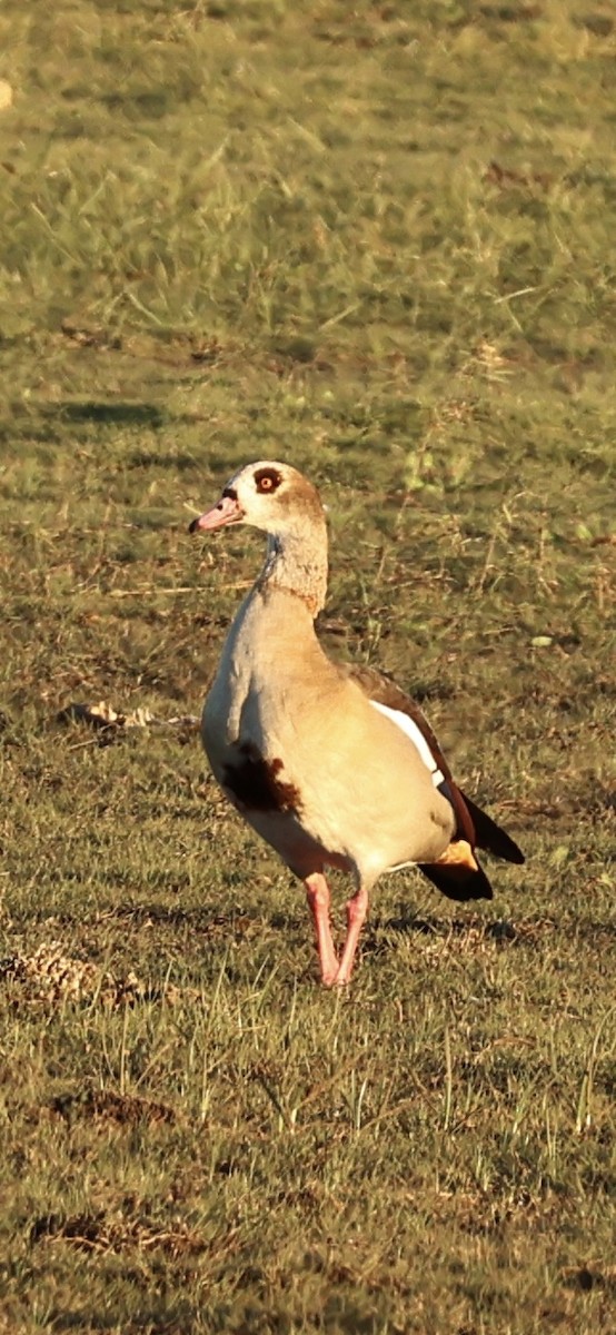 יאורית - ML645958709