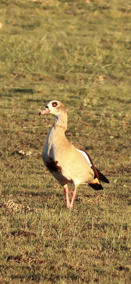 יאורית - ML645958710