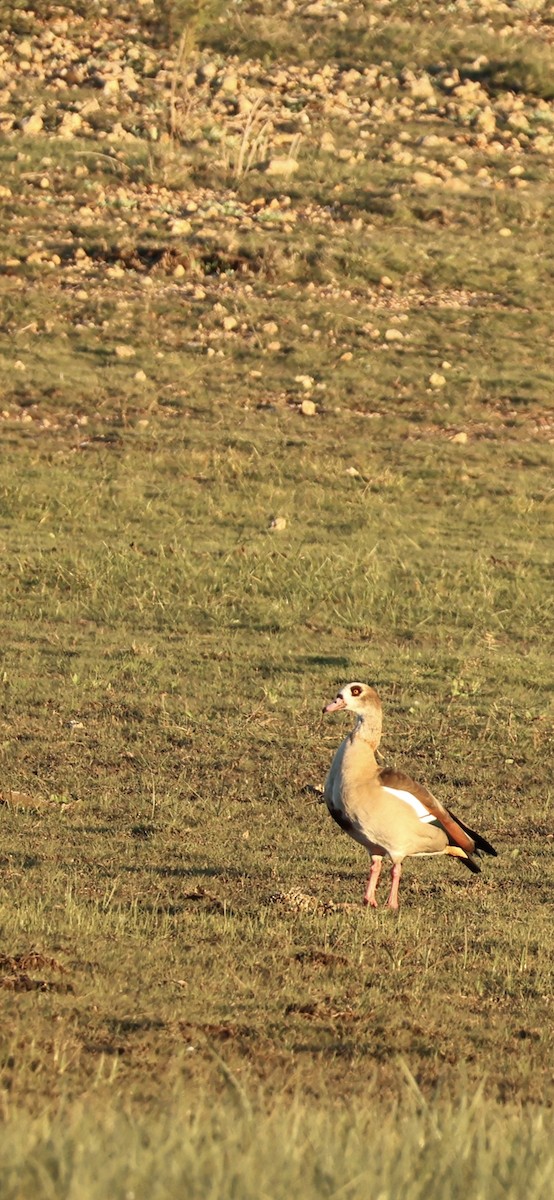 יאורית - ML645958711