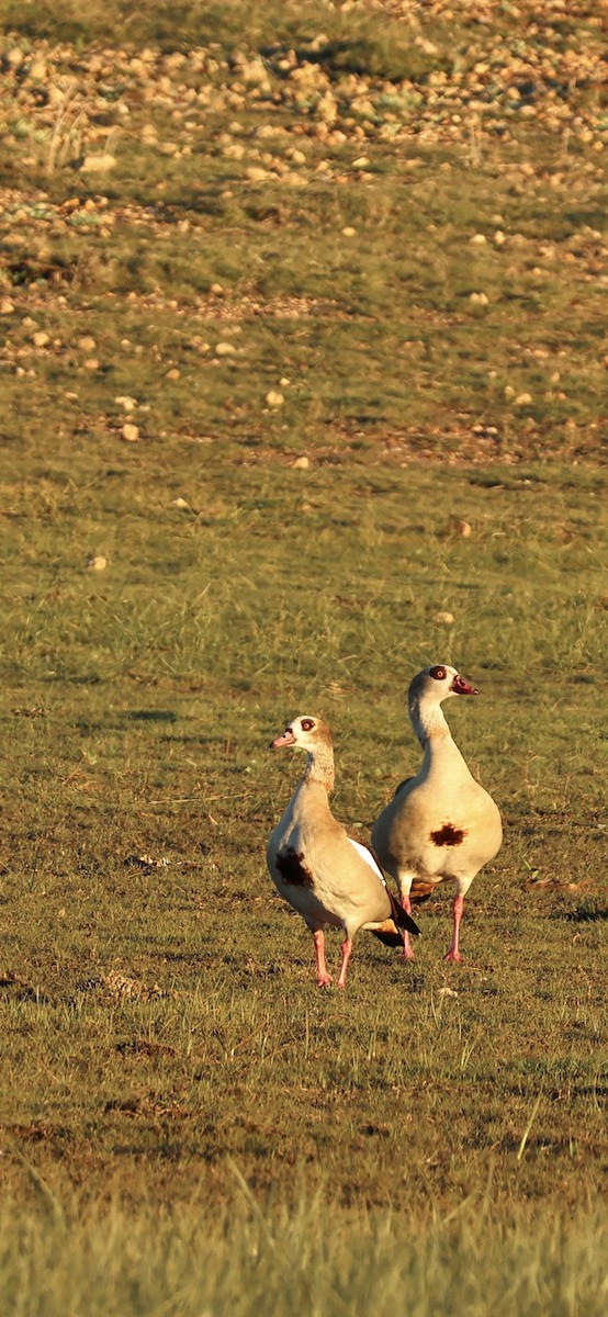 יאורית - ML645958712