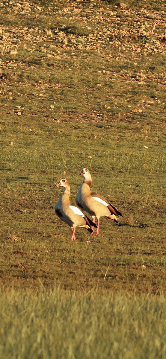 יאורית - ML645958713