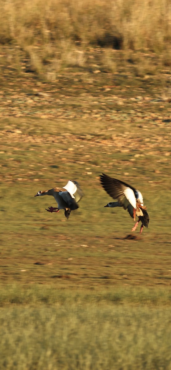 יאורית - ML645958714