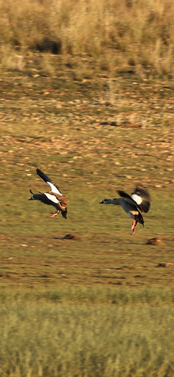 יאורית - ML645958715