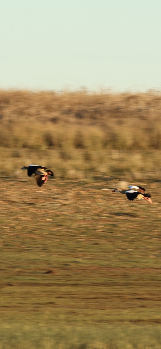 יאורית - ML645958716
