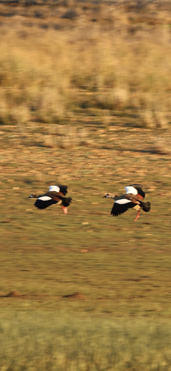 יאורית - ML645958717
