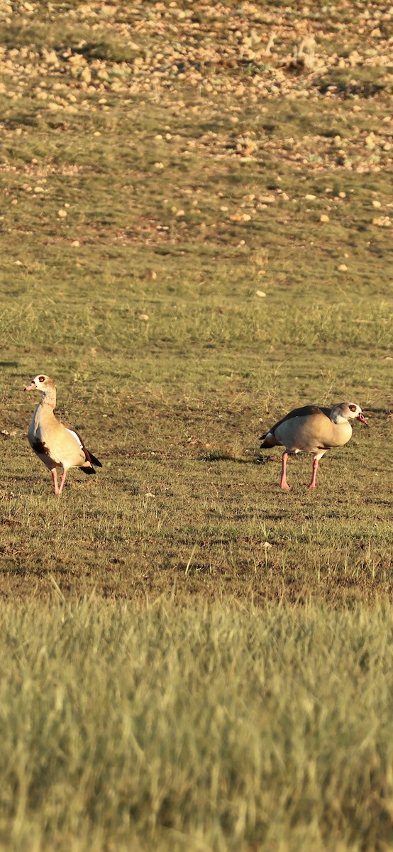 יאורית - ML645958718