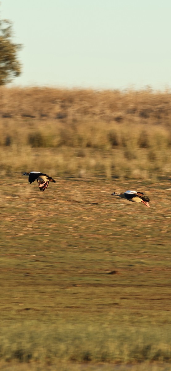 יאורית - ML645958719