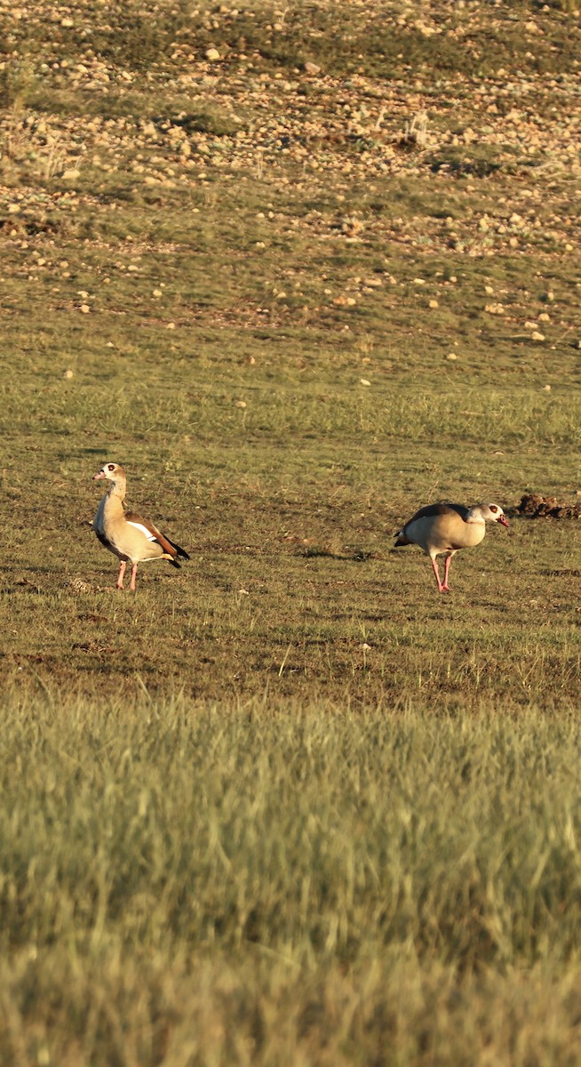 יאורית - ML645958720