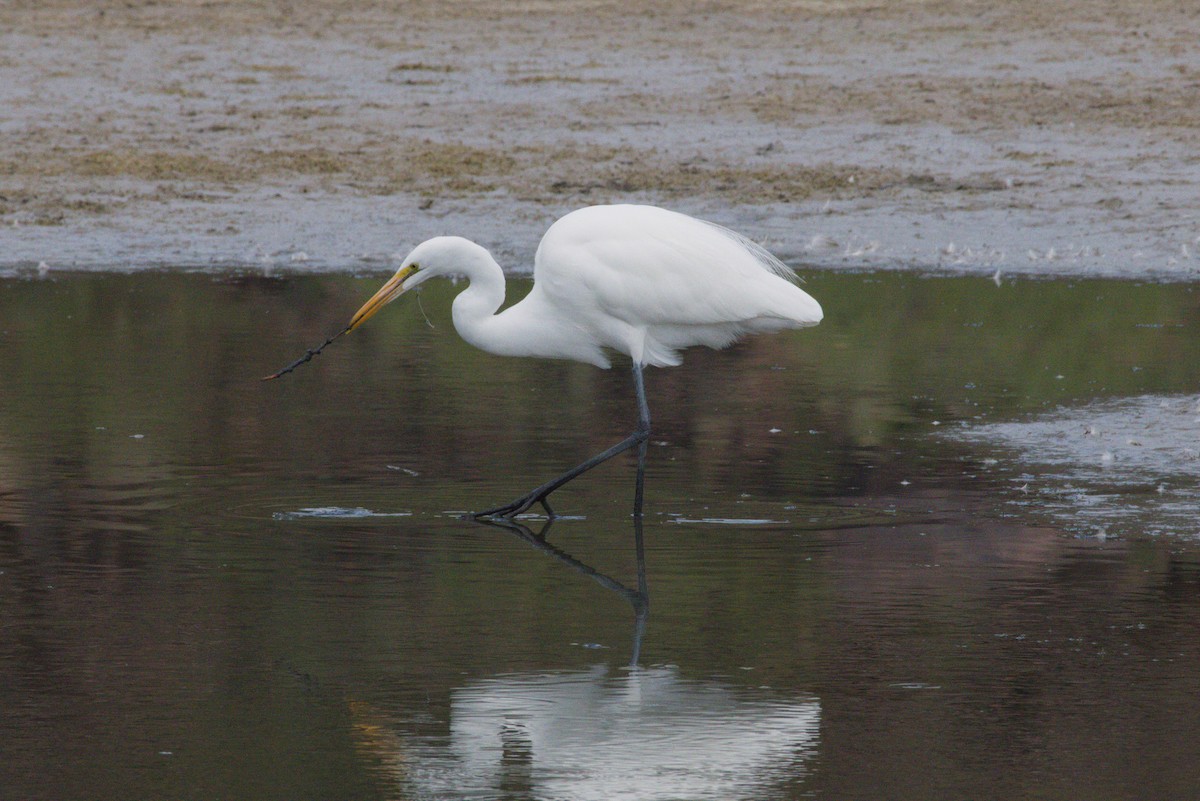 לבנית גדולה - ML645958721