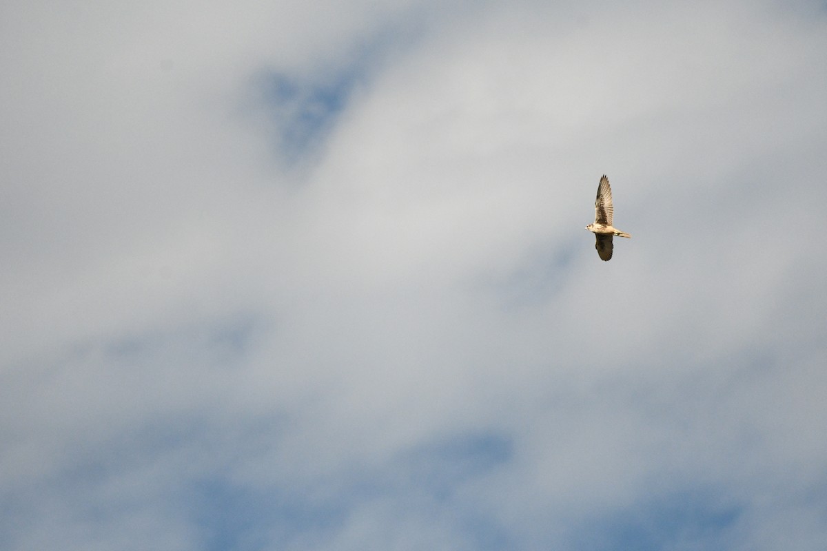 Prairie Falcon - ML645958722