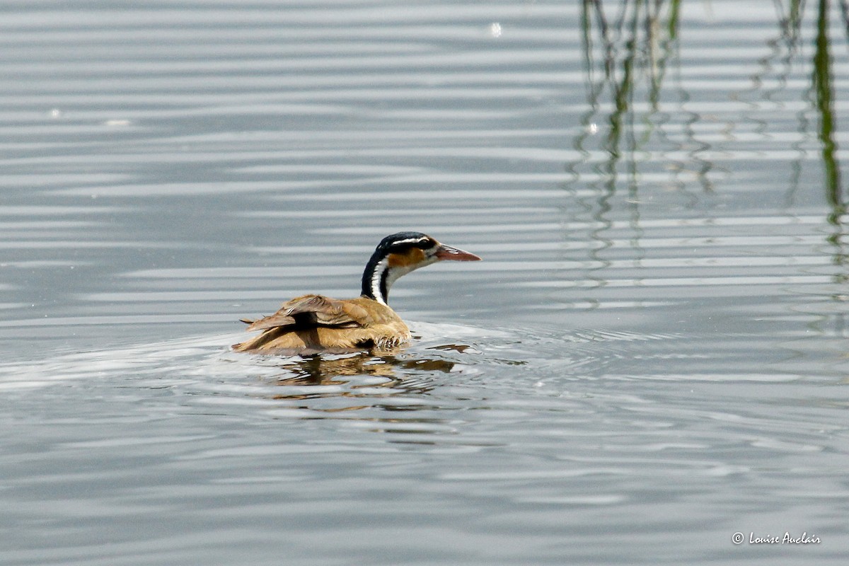 Sungrebe - ML645958723