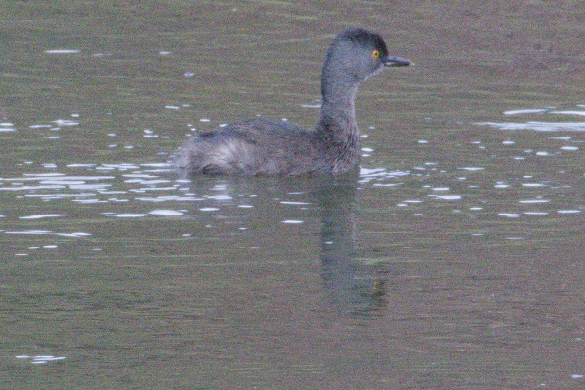 Least Grebe - ML645958724