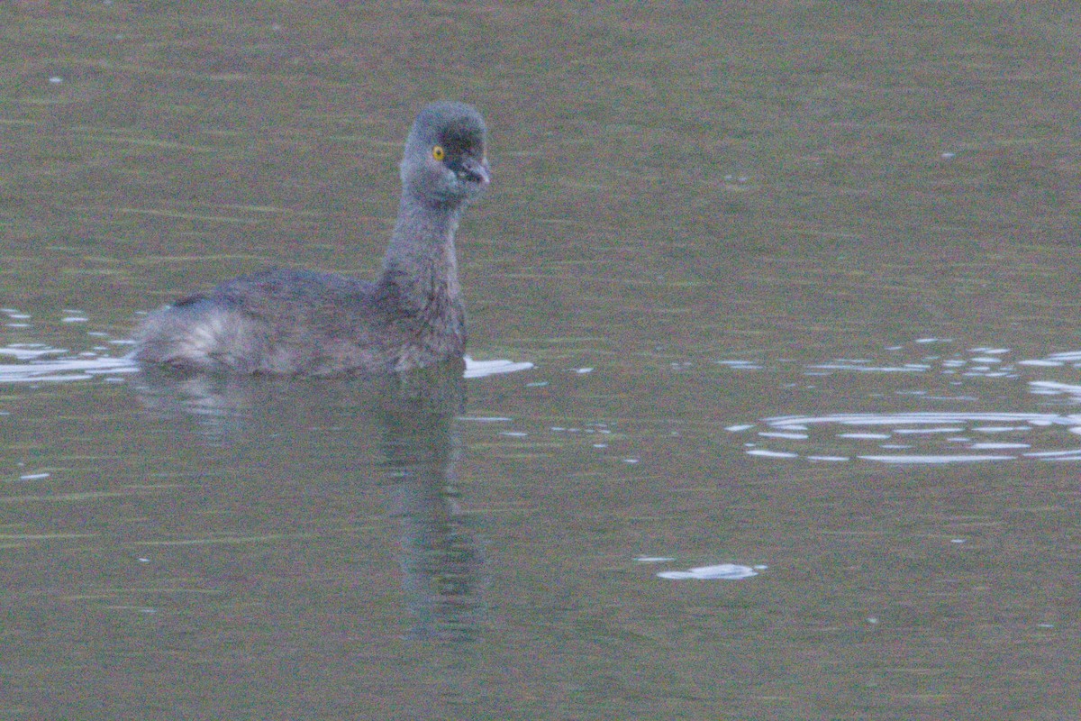 Least Grebe - ML645958725