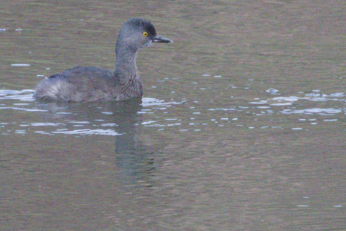 Least Grebe - ML645958726