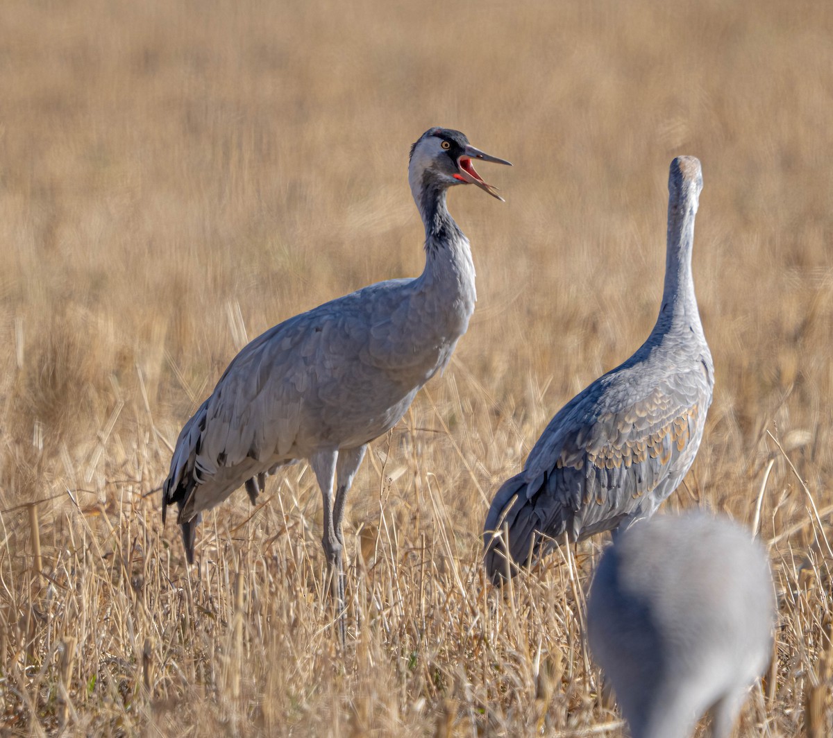 עגור אפור - ML645958727