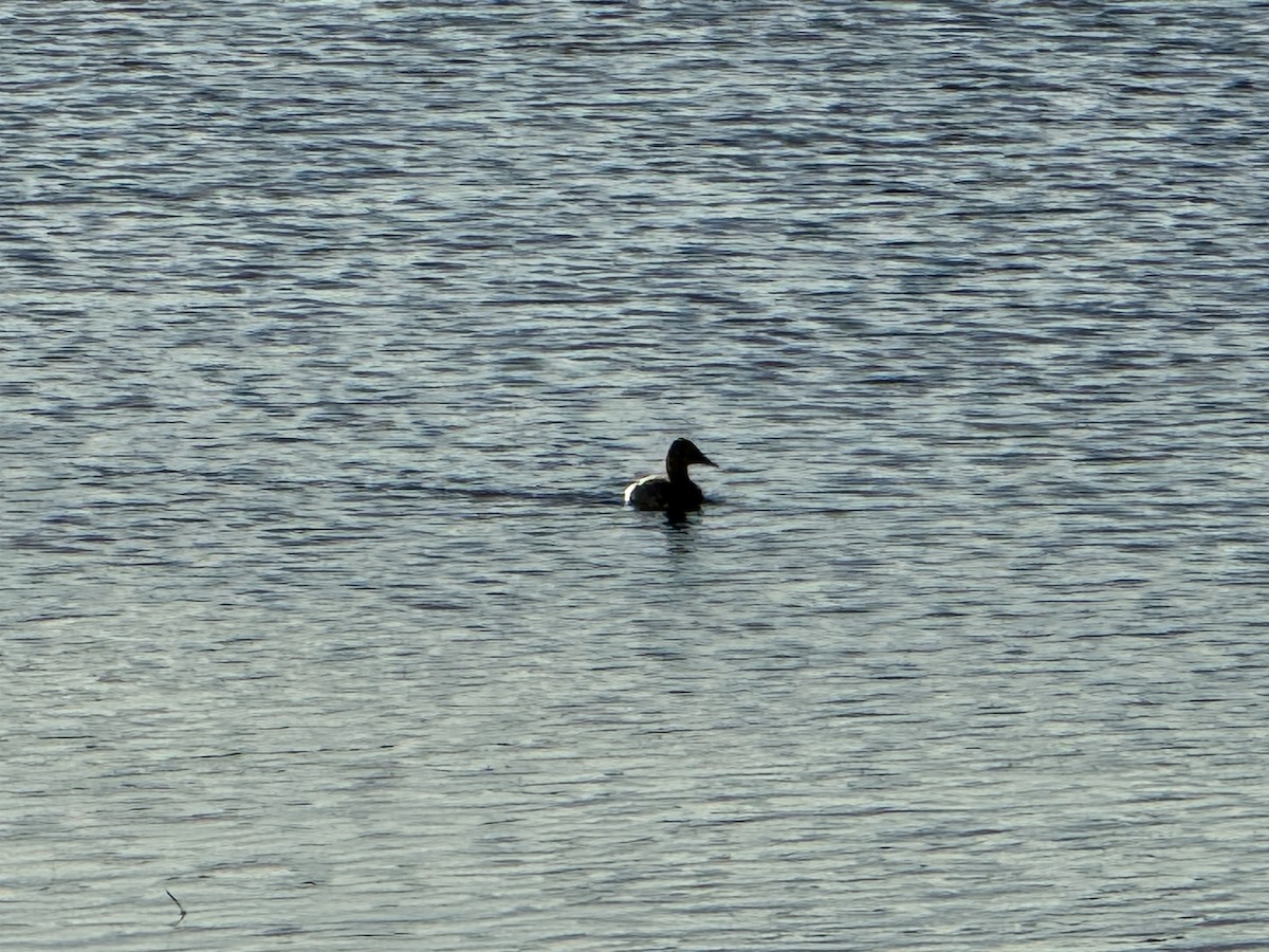 Murgilari bizkarzuria - ML645958744