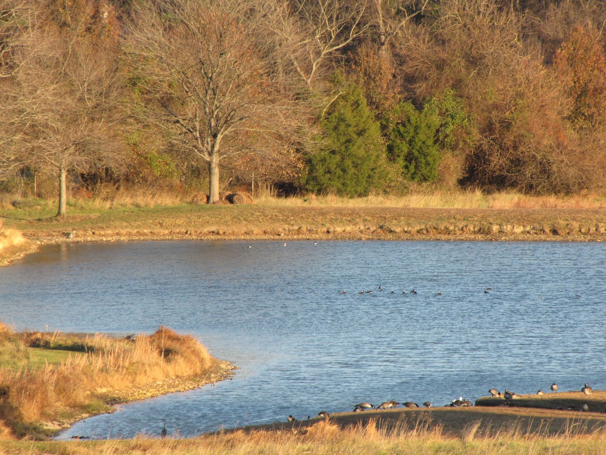 Hooded Merganser - ML645958746