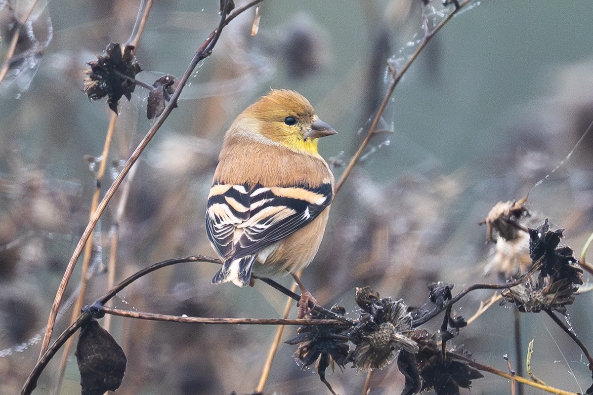 American Goldfinch - ML645958753
