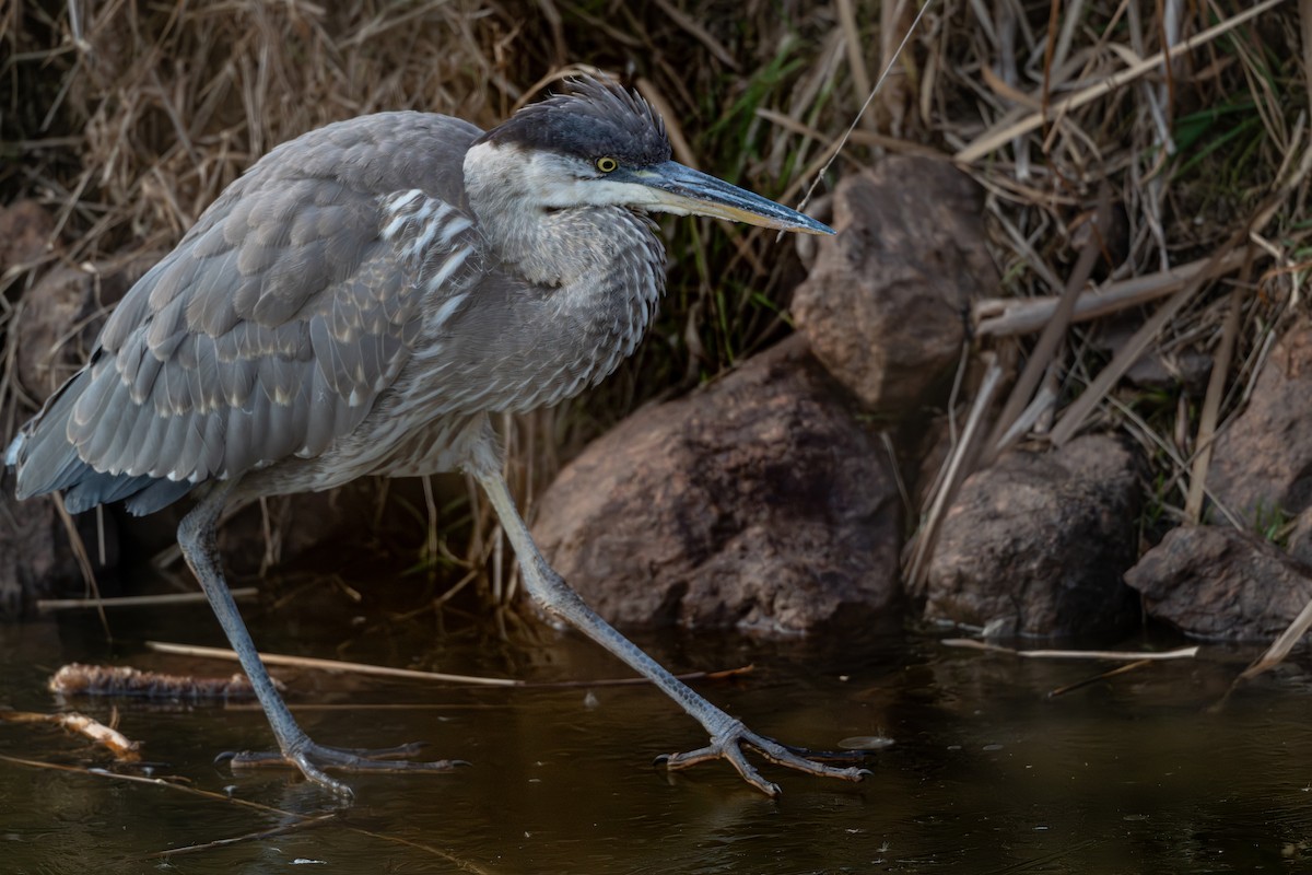 Great Blue Heron - ML645958766