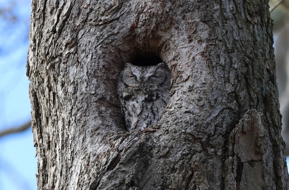 výreček americký - ML645958774