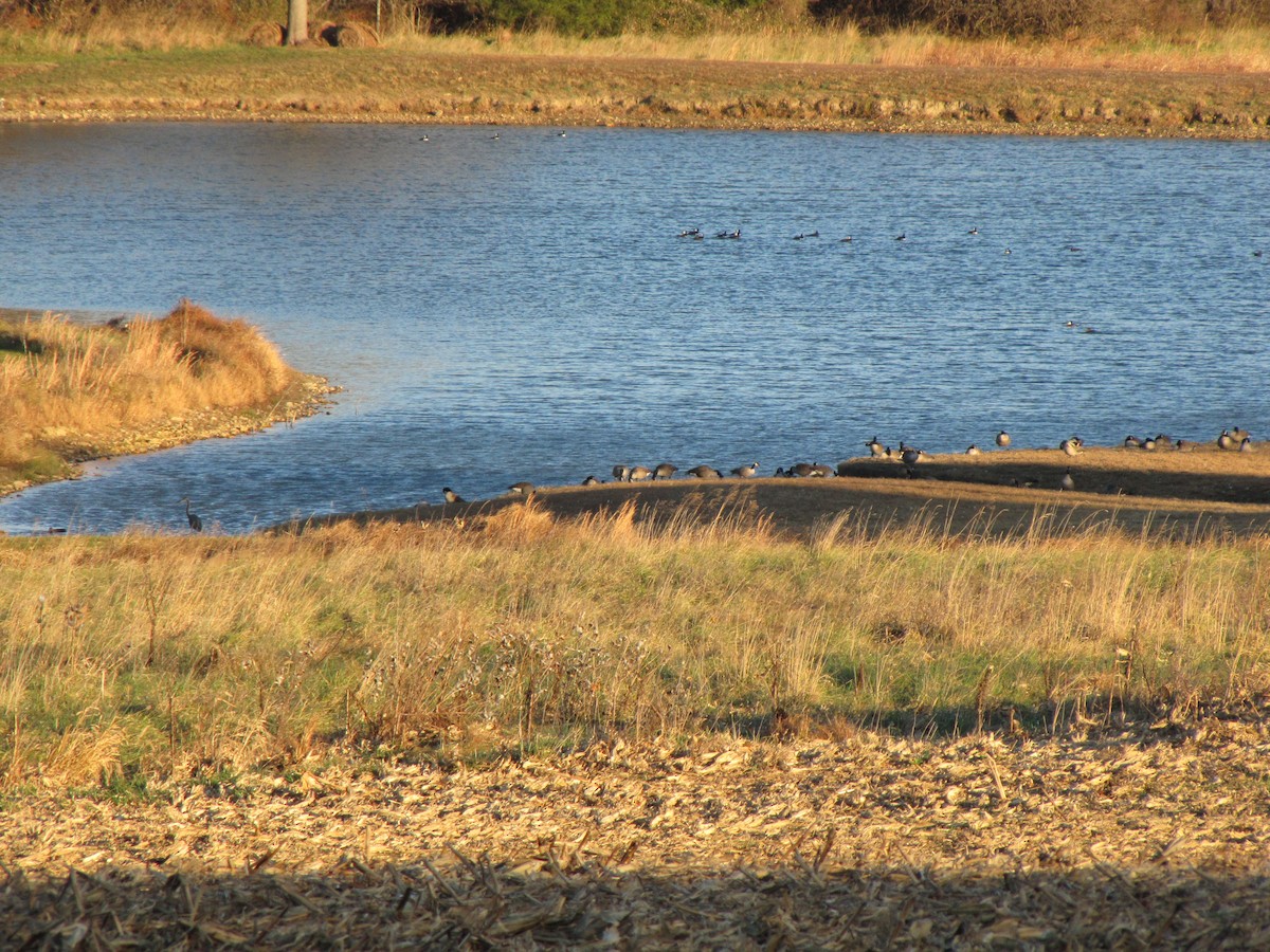 Canada Goose - ML645958775