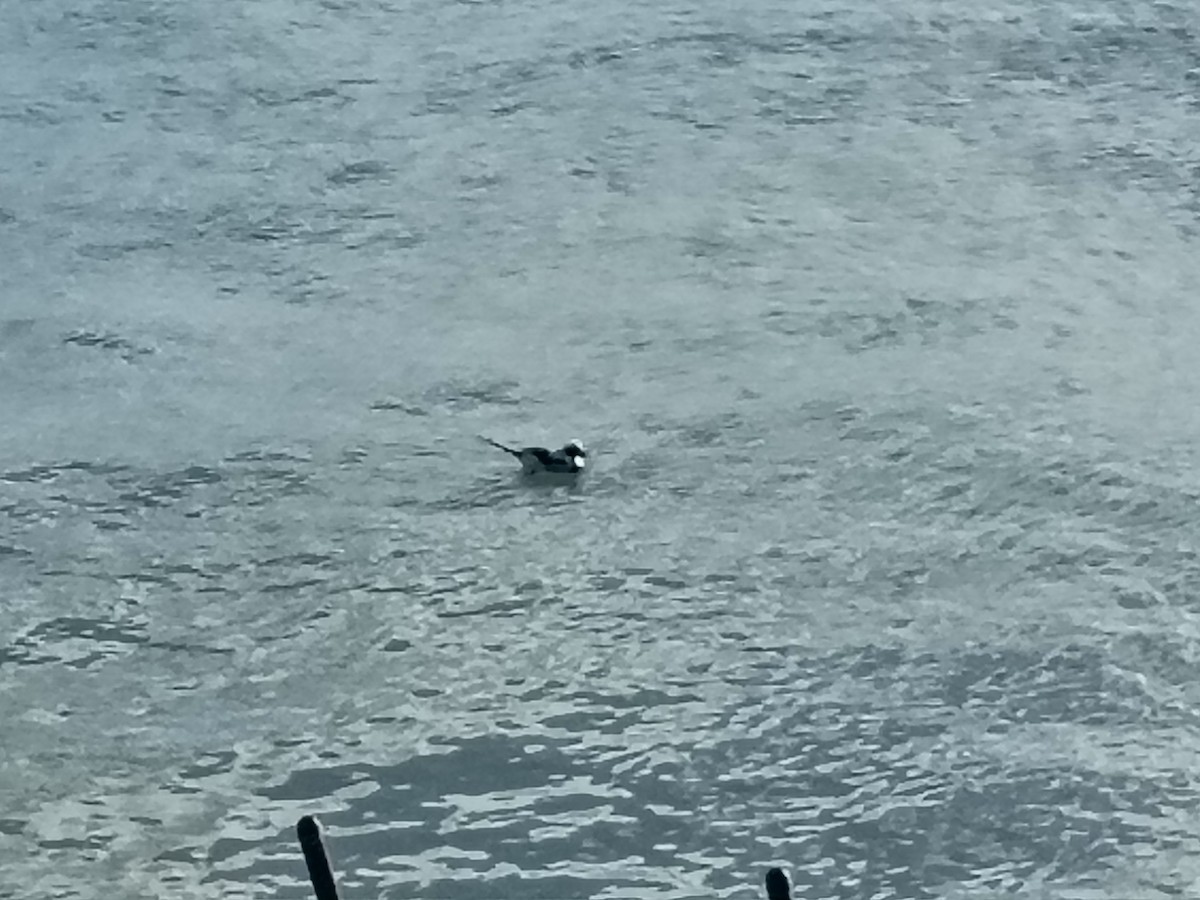 ברווז קרח - ML645958776