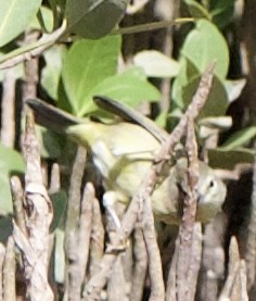 Mangrove Yellow Warbler (Mexican) - ML645958782