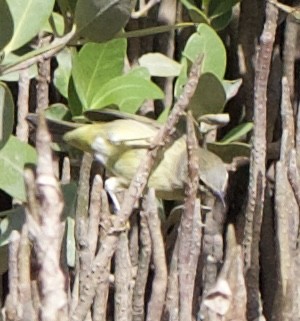 Mangrove Yellow Warbler (Mexican) - ML645958783
