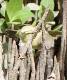 Mangrove Yellow Warbler (Mexican) - ML645958784