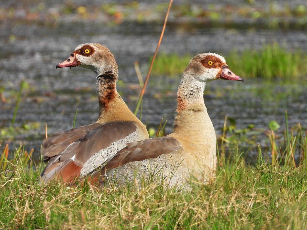 niland - ML645958789