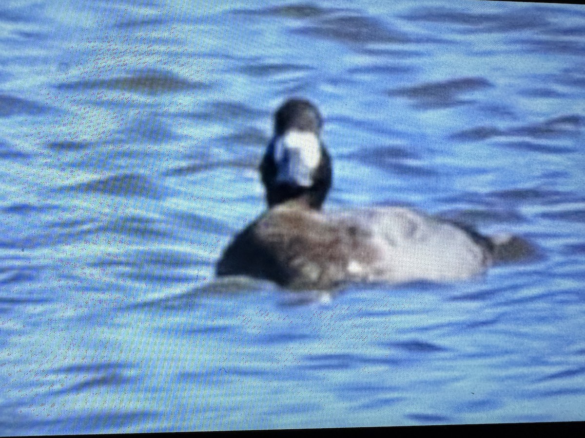 polák kaholka - ML645958793