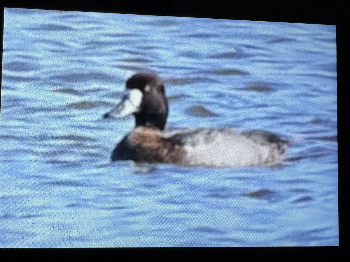 polák kaholka - ML645958794