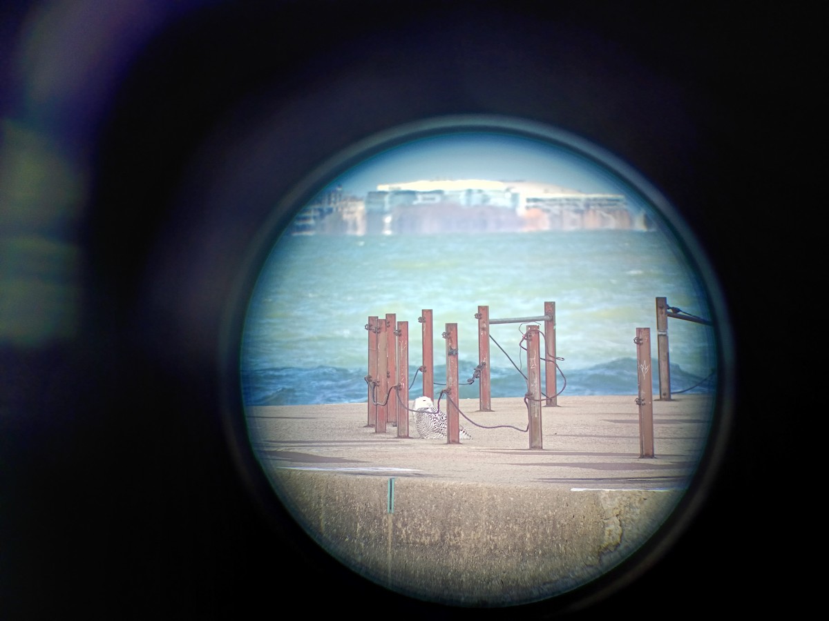 לילית שלג - ML645958796