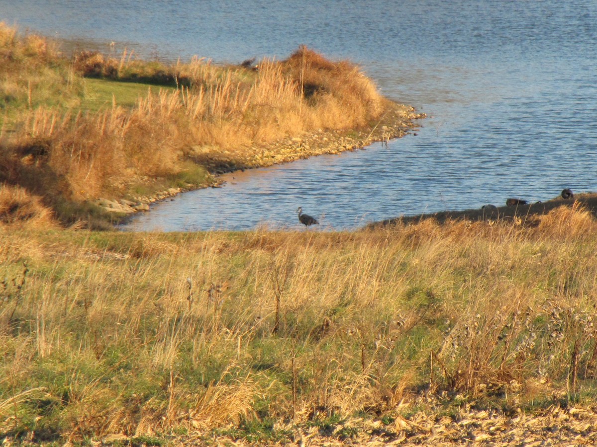 Great Blue Heron - ML645958801