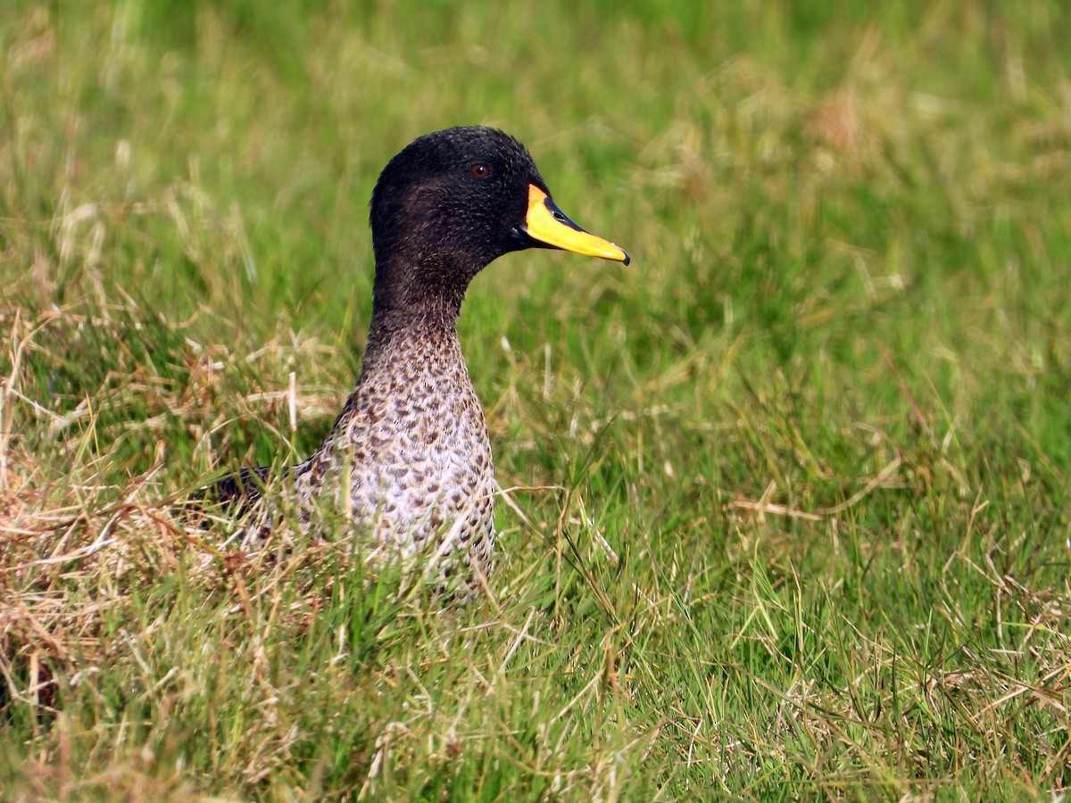 gulnebband - ML645958807