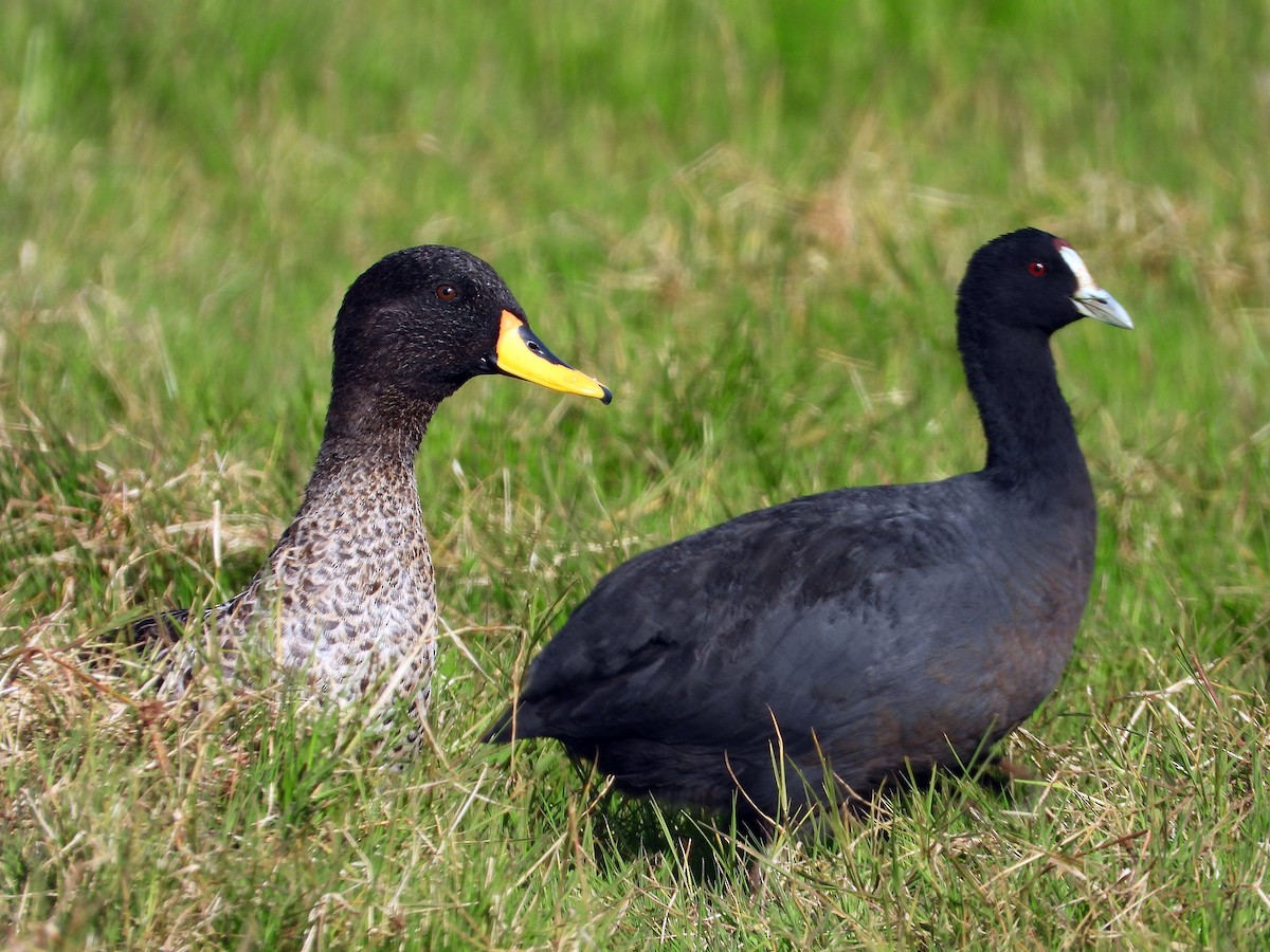 gulnebband - ML645958808