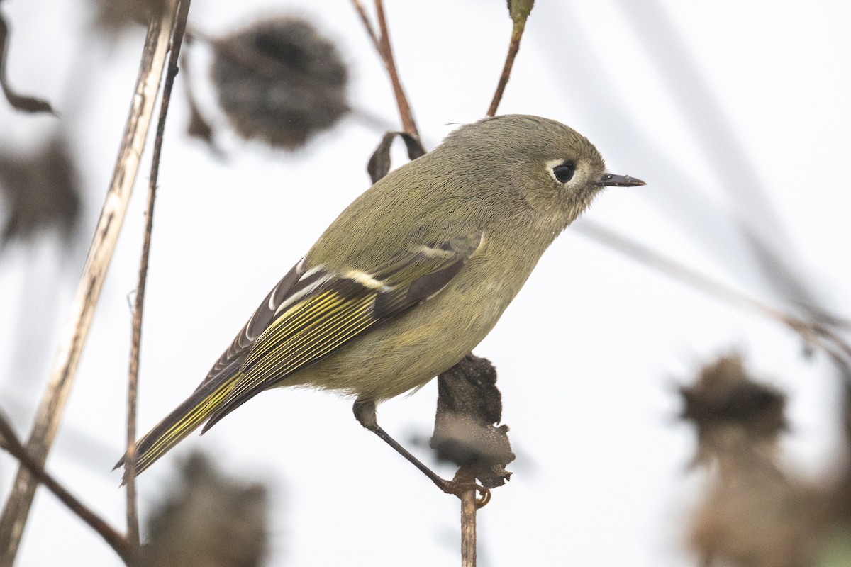 Ruby-crowned Kinglet - ML645958811