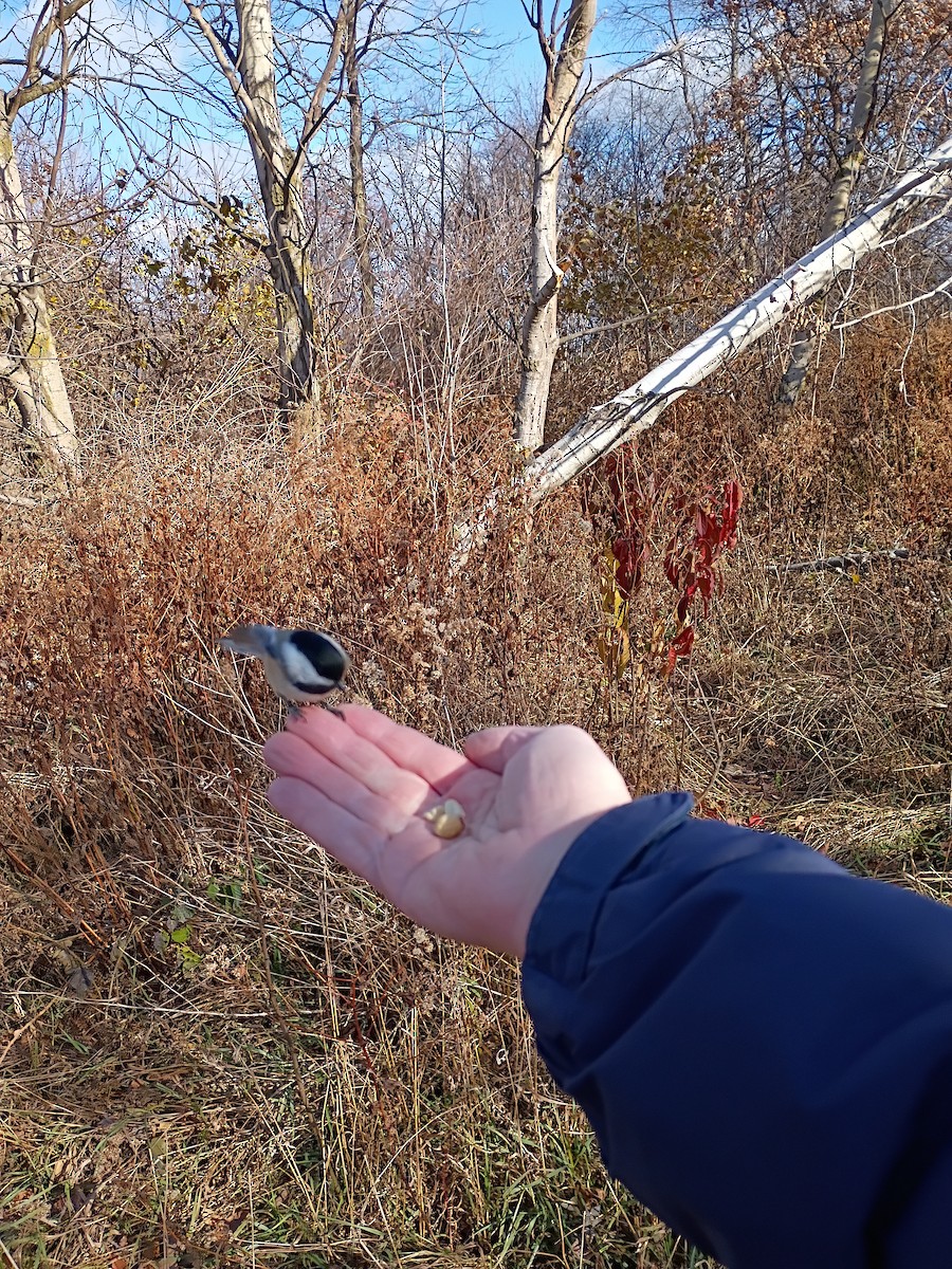 Black-capped Chickadee - ML645958814