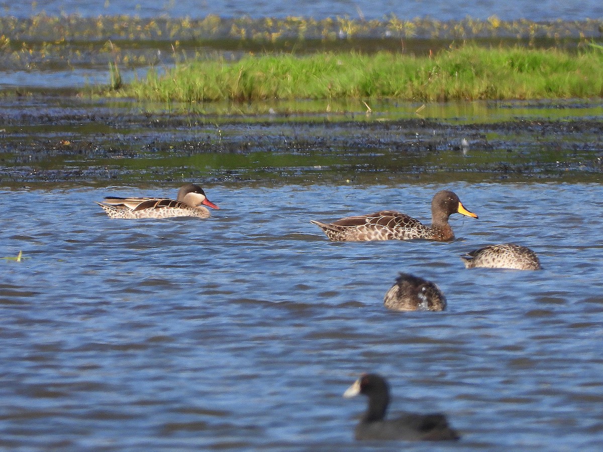 rødnebband - ML645958815