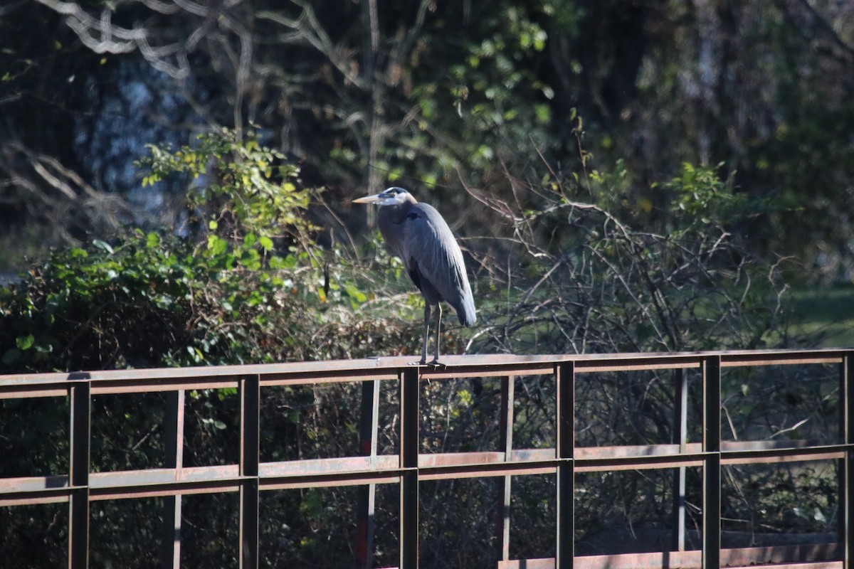 Great Blue Heron - ML645958816