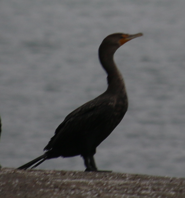 totoppskarv - ML645958817