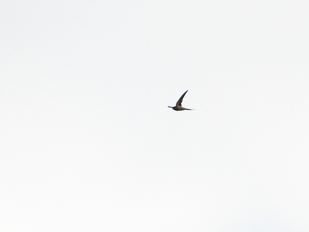 afrikapalmeseiler - ML645958819