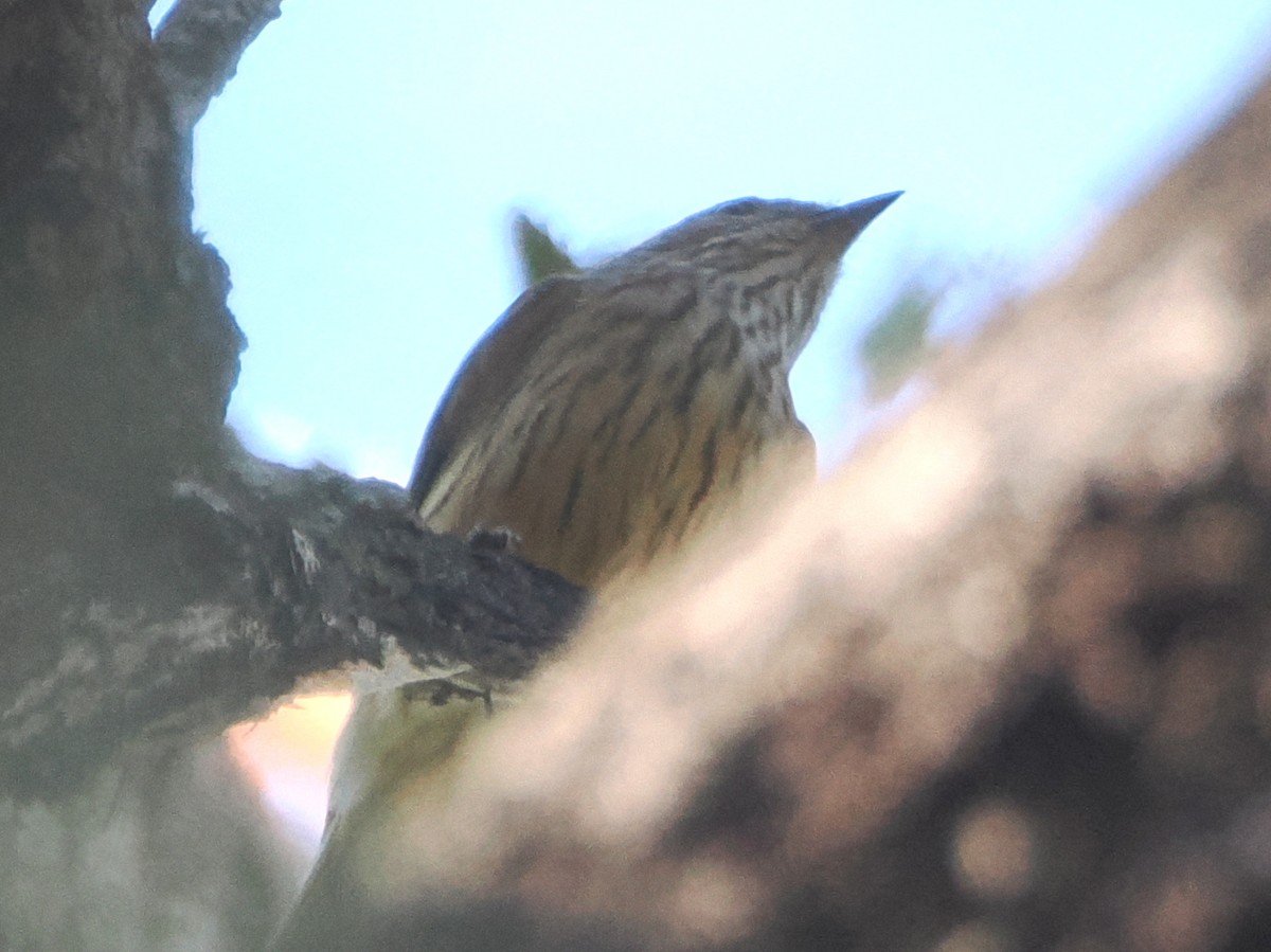 Rufous Whistler - ML645958822