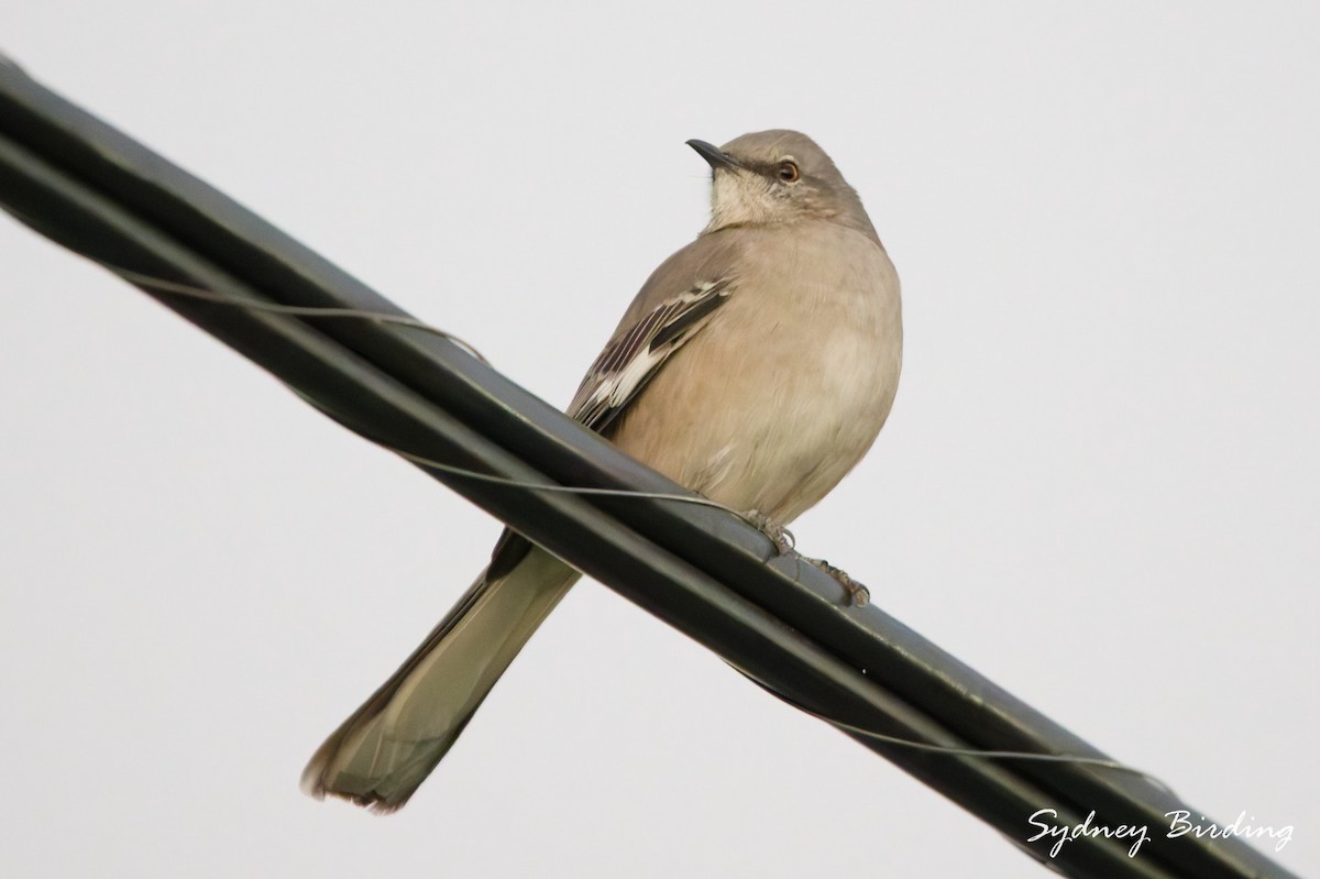 Пересмішник багатоголосий - ML645958823